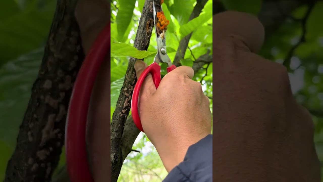 It s a pity that such a good thing few people know it #nature #snake #trythatinasmalltown