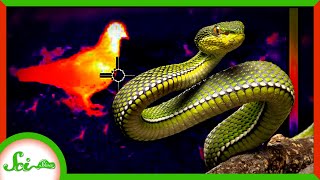 Heat-Seekers: Harnessing the Infrared Senses of Animals