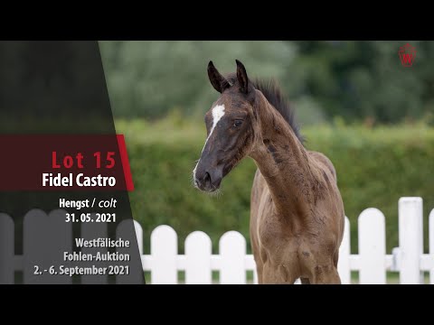 Fohlen-Auktion Lot 15 Fidel Castro Hengst v. Forlee - Heraldik xx