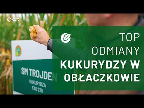 Film na temat: { video.title }}