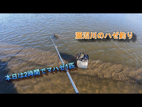 なぜ針葉樹は針を失うのですか？ 6 つの一般的な原因ですが、必ずしも致命的ではありません  庭園