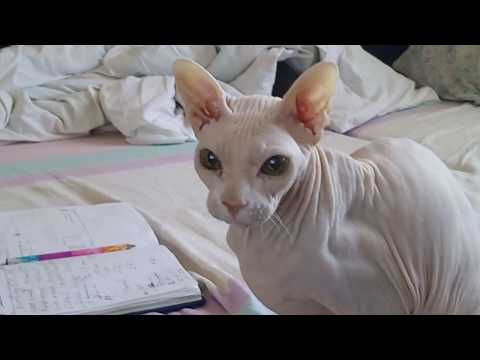 Сфинкс ложиться спать