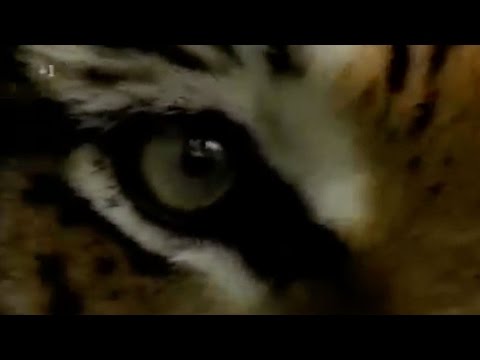 Eye of the Tiger - Featuring Real Tigers