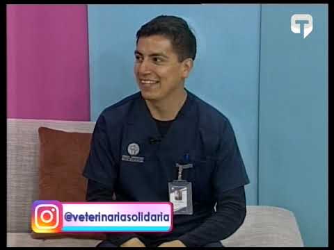 Cuidado en la vejez de las mascotas