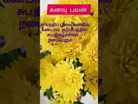 சாமந்திப்பூ உங்கள் கனவில் வந்தால்.. 🙏🏻🙏🏻🙏🏻 #shortfeed #ytsearch#dream#shorts #samanthi#hastag#viral