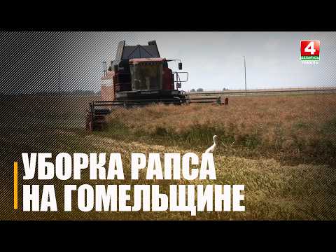 На Гомельщине набирает обороты уборка рапса: намолочено уже более 17 тысяч тонн