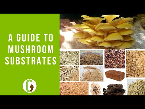 A Guide To Mushroom Substrates | GroCycle