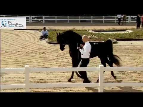 PROMETHEUSE CW IN KUWAIT 7TH CHAPIONSHIP 2018