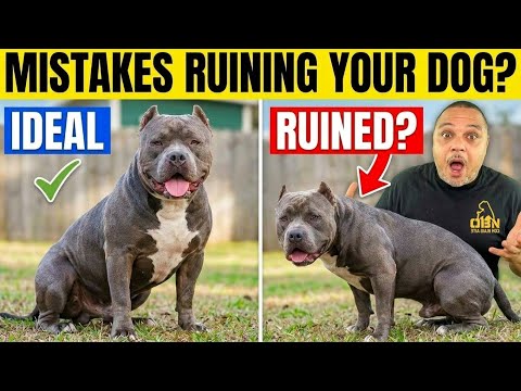 Hidden Mistakes Ruining Your Dog’s Structure (The Not So Obvious version)