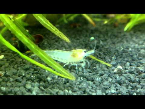 Aqua Tropica - White Pearl Garnele