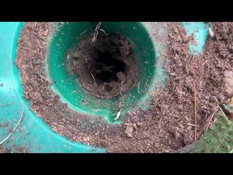 Returned & Found Termites in Sentricon® Stations in Avon by the Sea, NJ