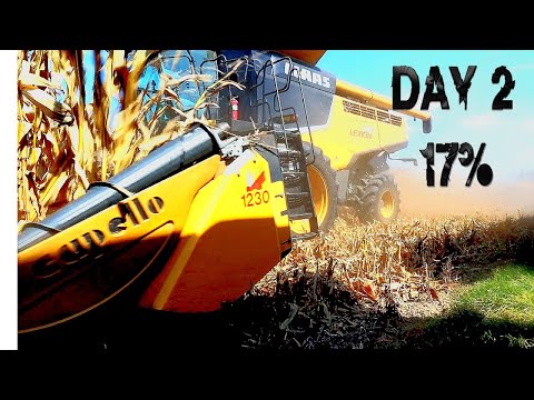Dry CORN? | Fall Harvest Day 2