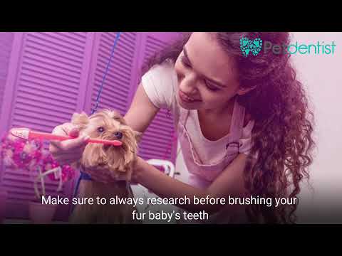 Can I brush my dog's teeth with human toothpaste?
