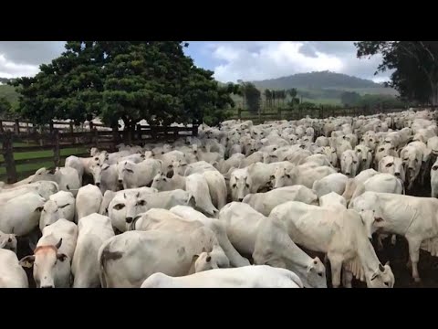 Fazenda 11.963 ha em Caiapônia-GO: Oportunidade Única de Escala e Investimento