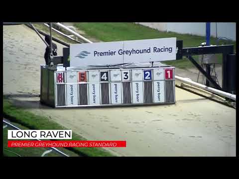 Long Raven - PREMIER GREYHOUND RACING STANDARD