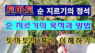 [텃밭농부 1,479]  토마토의 특성을 알고 적심하는 목적과 방법 설명. #토마토재배