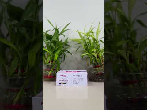 Evenng Primrose Oil Primogen Capsule, Evening Primose Oil, Primosa, Treatment: Women Well During Perimanopose, CAPSOFT