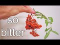 ROWAN BERRIES : Can I Make This Bitter Berry Taste GOOD? - Weird Fruit Explorer