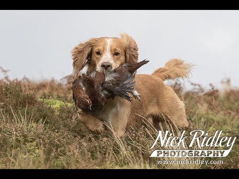 Walked Up Rabbit and Grouse Shooting over Spaniels