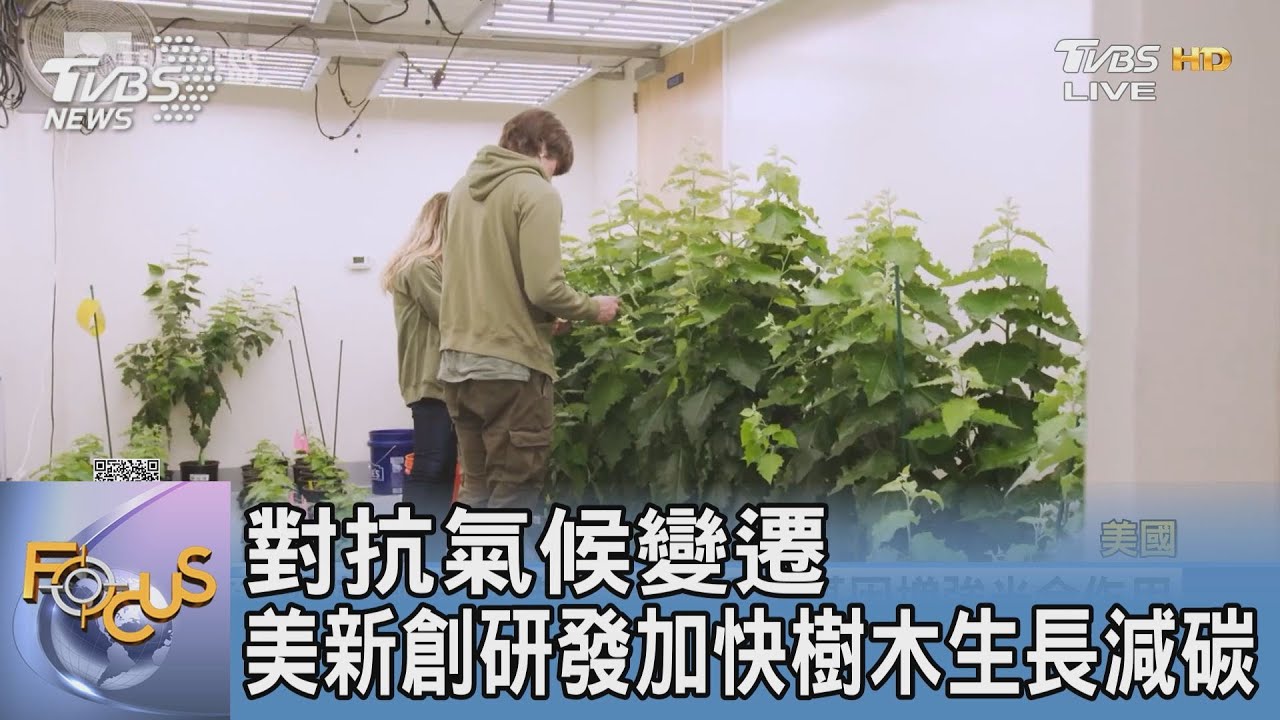 對抗氣候變遷 美新創研發加快樹木生長減碳