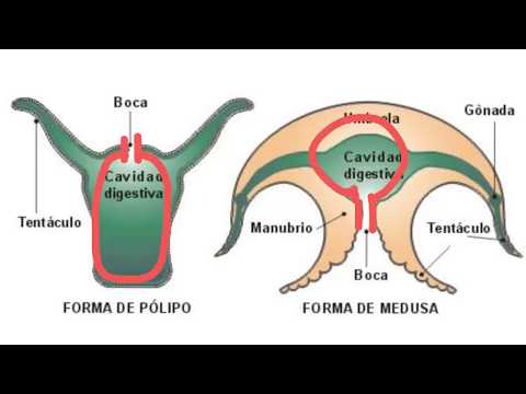 download lagu mp3 mp4 Medusa Animal Clasificacion Taxonomica, download lagu Medusa Animal Clasificacion Taxonomica gratis, unduh video klip Medusa Animal Clasificacion Taxonomica