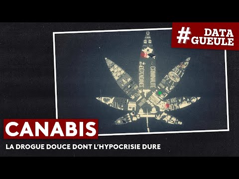 Cannabis, the soft drug whose hypocrisy lasts - #DATAGUEULE 11
