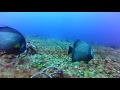 DTS Teaser 2014