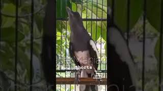 Download lagu Pancingan kacer betina bikin emosi dan birahi tingkat tinggi kacer jantan #burung #kicaumania mp3 Download lagu Pancingan kacer betina bikin emosi dan birahi tingkat tinggi kacer jantan #burung #kicaumania mp3