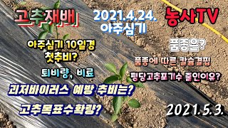 고추재배, 4월 24일 아주심기 후 9일 지나 고추 생육상황과 품종 및 밑거름 양은? [농사TV]