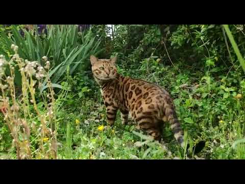 RW QGC Duque de Coramonte, campeón de España y campeón internacional