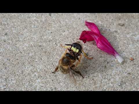 Philanthus triangulum - European beewolf - Solitary wasp - Honey bee