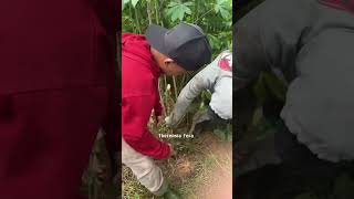 Download lagu Cari sayur di tengah kebun sawit PT #dayakngaju #dayakterbaru #gadisdayak mp3 Download lagu Cari sayur di tengah kebun sawit PT #dayakngaju #dayakterbaru #gadisdayak mp3