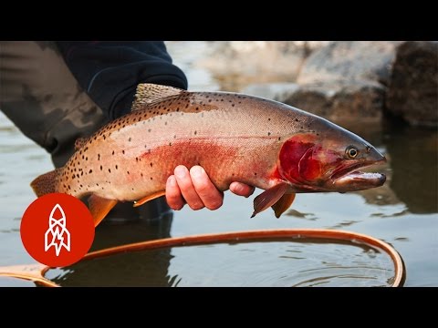 フィッシュウィスパラーでトラウトを追跡する｜That's Amazing (Tracking Trout With the Fish Whisperer | That's Amazing)