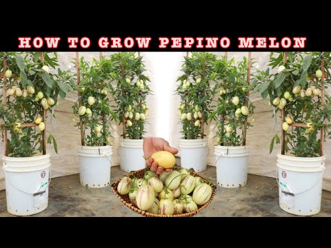 Planting pepino melons in a paint bucket - Better results than expected with this care method.