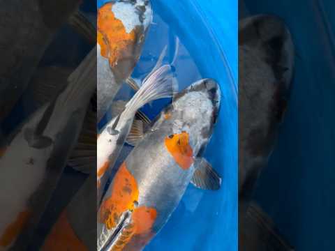 Video Vorschau Koi in Japan