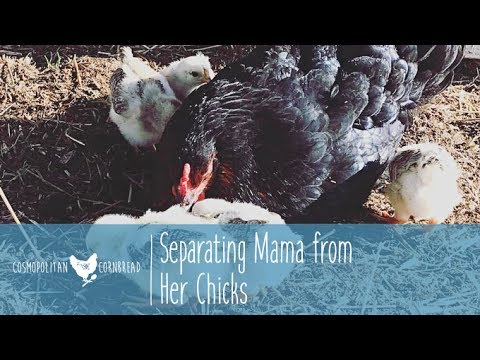 When Do You Separate a Mama Hen from her Chicks? | Cosmopolitan Cornbread