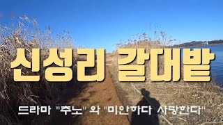 신성리 갈대밭