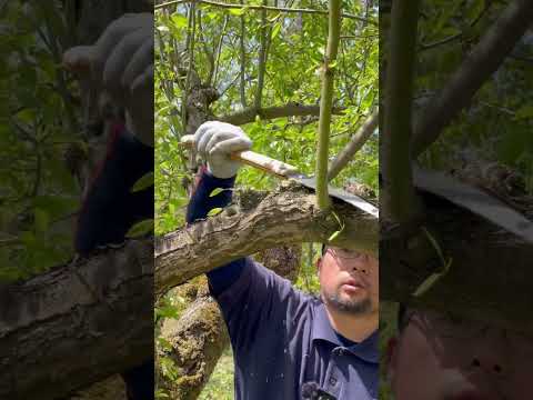 梨の木を植える：時期と方法、そしてメンテナンスのヒント！  庭園