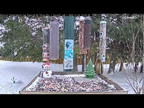 Squirrel doesn't appreciate the Christmas decor! Ontario Feederwatch Cam