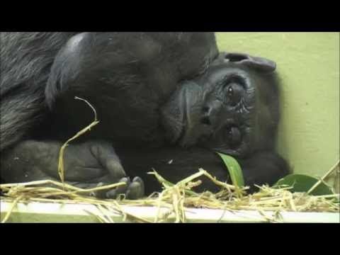 Im Königreich der Schimpansen - Teil 1 (Dokumentation deutsch / Animal Documentaries / Tier-Doku)