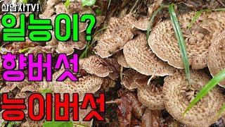 산남자 첫 능이 버섯 산행 맛 좋은 능이버섯을 만나다~ 자연 건강 항암 약초 능이 송이 고지대 neungi …