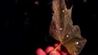 David Bazan, Curse Your Branches : Un-official Music Video