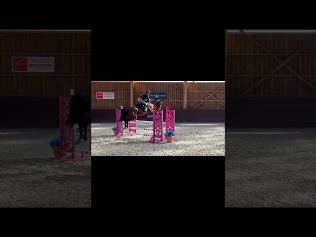 Hongre de 6 ans très concours 