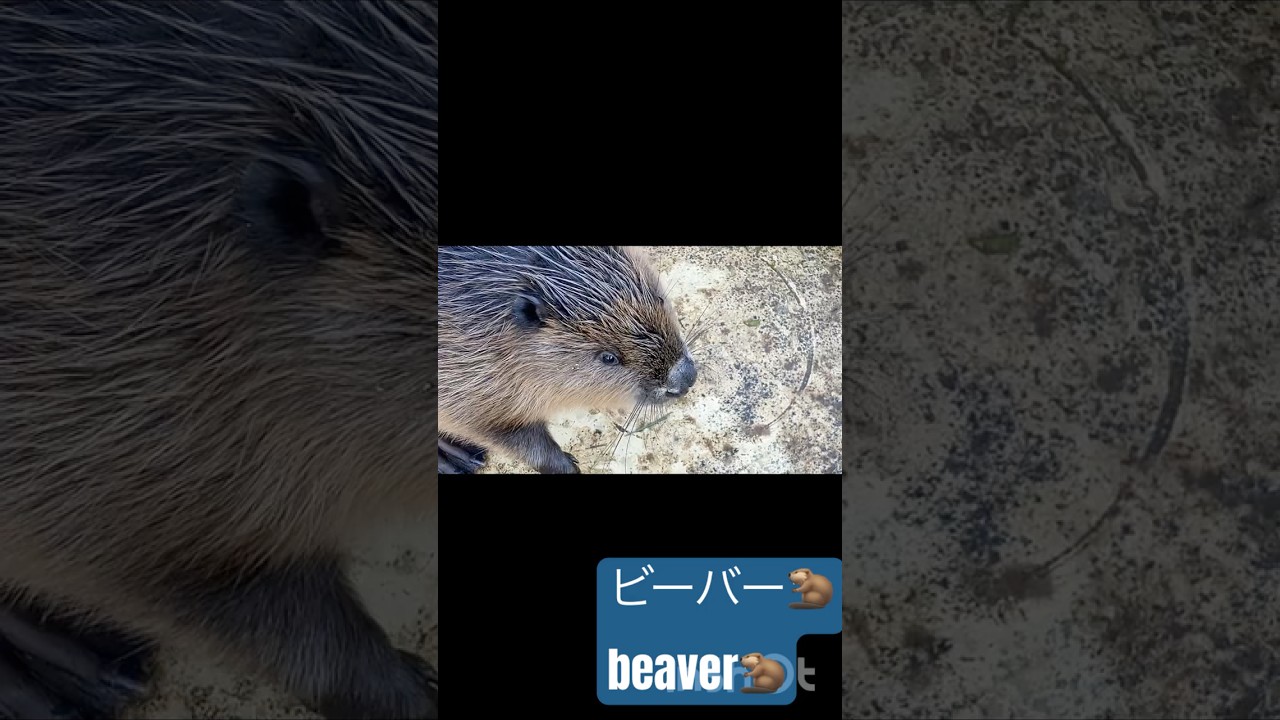 ビーバー#aquarium #ディズニー #disney #japantravel #japan #横浜 #animals #かわいい #beaver #もふもふ #生き物 #zoo #癒し#横浜