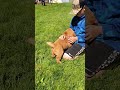 Golden Retriever dogs for sale: Jasper - Video 1