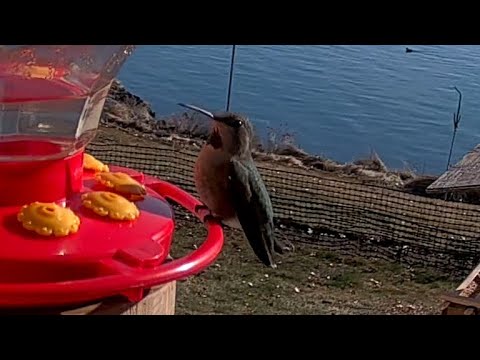 Anna's Hummingbirds - March 3, 2021