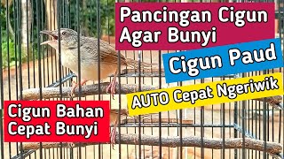 Download lagu Pancingan Cigun Agar Bunyi dan Cepat Ngeriwik, Cigun Bahan Auto Respon mp3