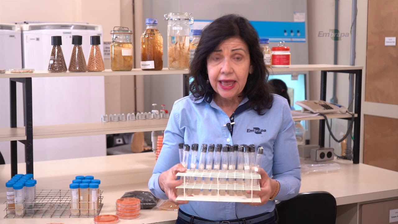 Inoculação e coinoculação aumentam produtividade da soja e de gramíneas