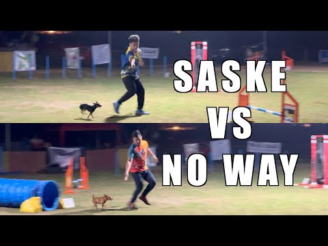 Battle of Mini Pinschers - Dog Agility