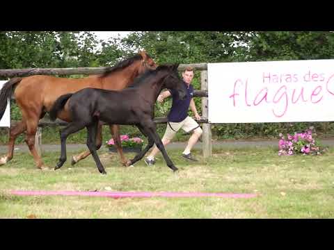 PUNTACANA DES FLAGUES